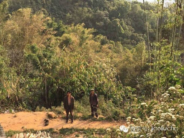 美的不仅是茶,冰岛村之糯伍