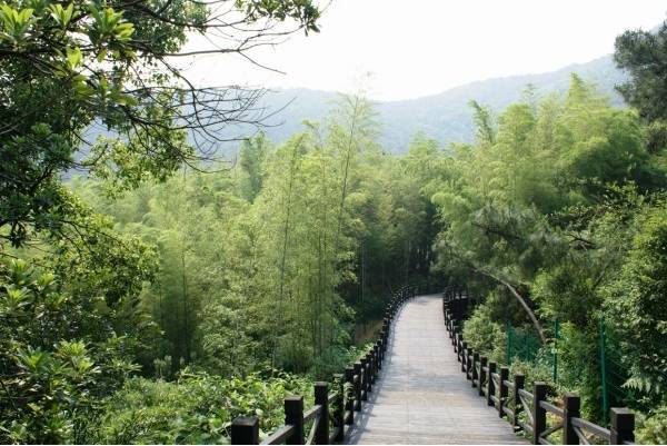 (树山林间栈道)