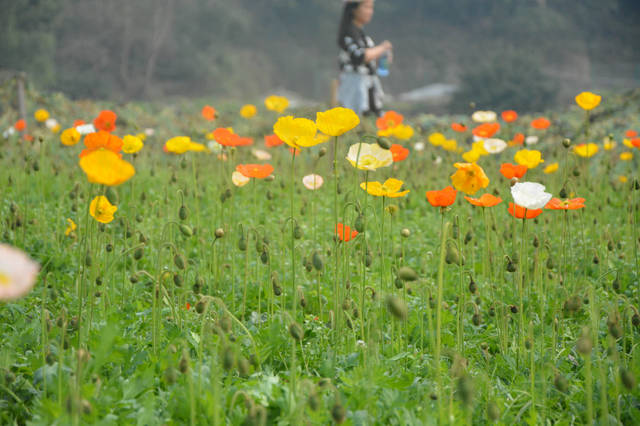 【重庆铜梁花海】一片群芳争色之美境