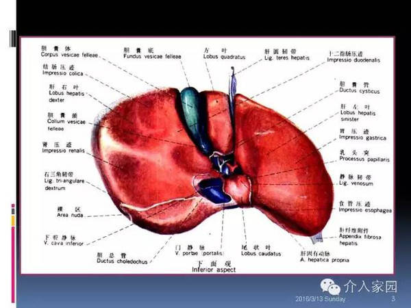 肝脏分段及血管详细辨识教程(断层解剖 影像学)