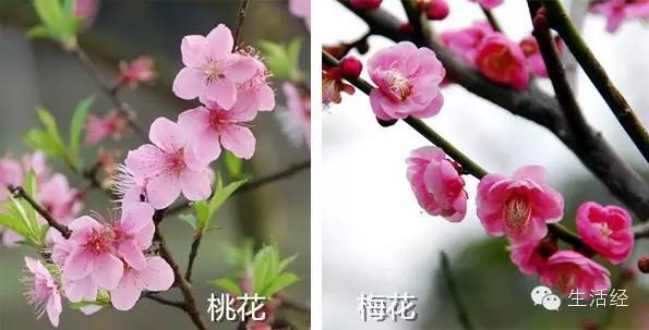 【干货】桃花,樱花,海棠,梨花傻傻分不清,春花那么多你都会赏吗?