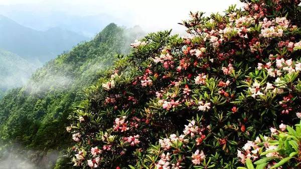 松阳箬寮原始森林