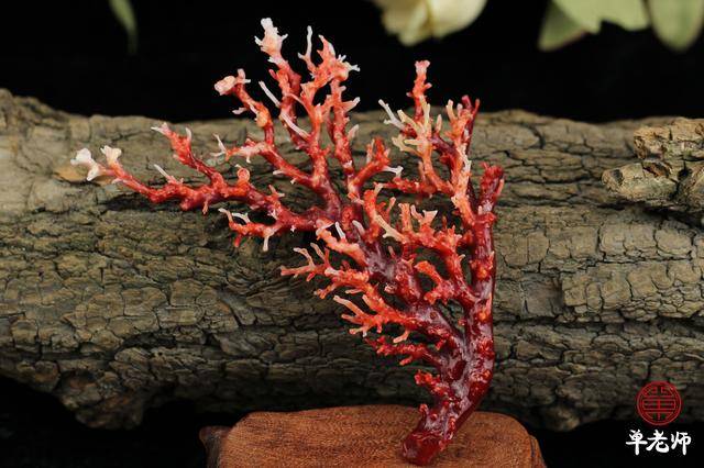 在日本购买红珊瑚原料需要过五关斩六将!