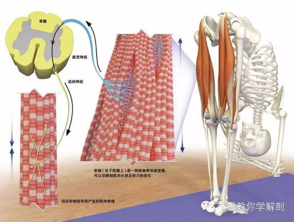 水果拳舞蹈视频分解法_水果拳教案_水果拳舞蹈教案怎么写