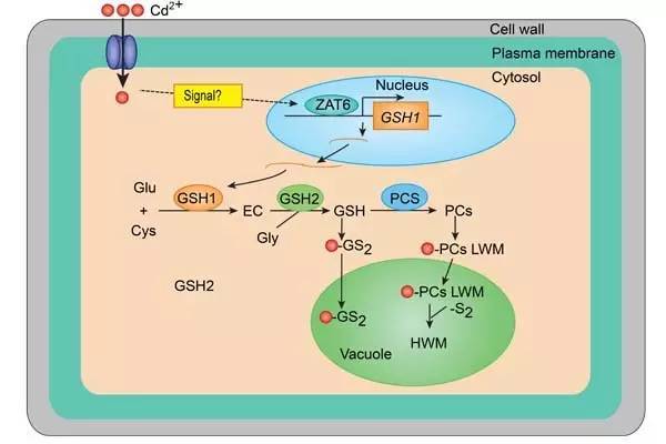 "zinc-finger tranion factor zat6 positively regulates cadmium