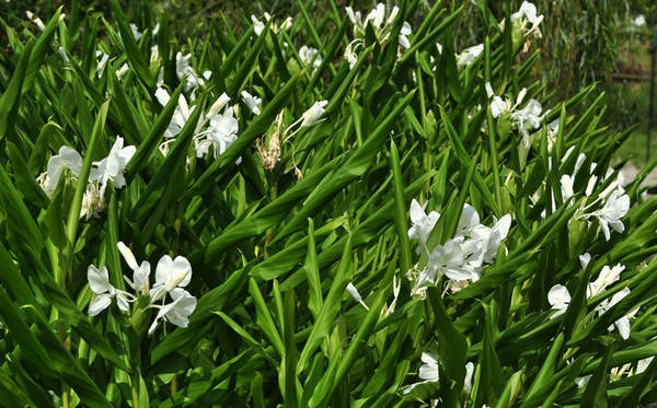 103种常见植物:带孩子探索自然必备《植物手册》