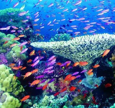 彩虹礁 - 最美海底珊瑚礁