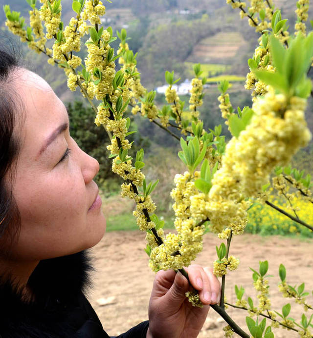 通讯员尚可喜,田龙山)黄灿灿的山胡椒花,不仅让绿树挂满金粒,更让田边