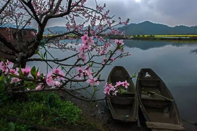 庆全庵桃花