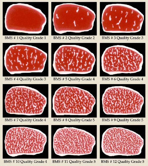 日本和牛:一辈子值得一吃的顶级牛肉