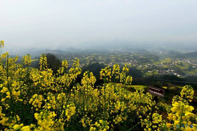 风过汉山菜花黄-观汉中最美油菜花【赏花】