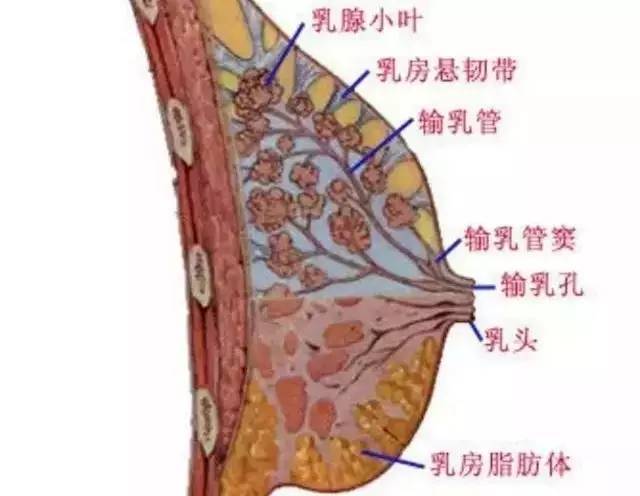 解决乳腺增生,胸部按摩和艾灸一起做,效果更佳!