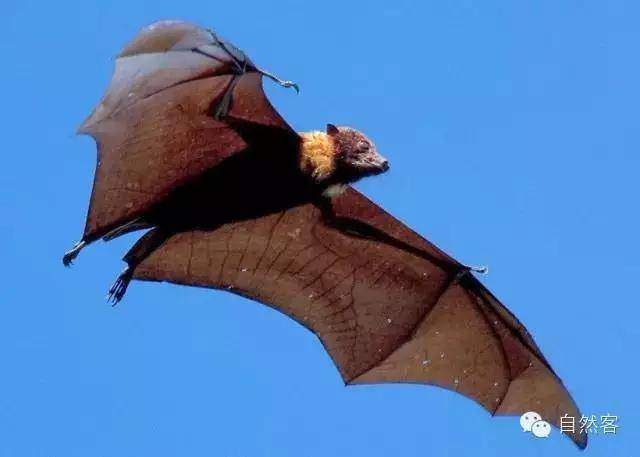 已吓尿,翼展近两米的巨型蝙蝠!