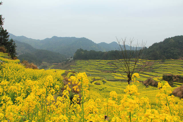 探徽州民宅赏灵山梯田油菜花