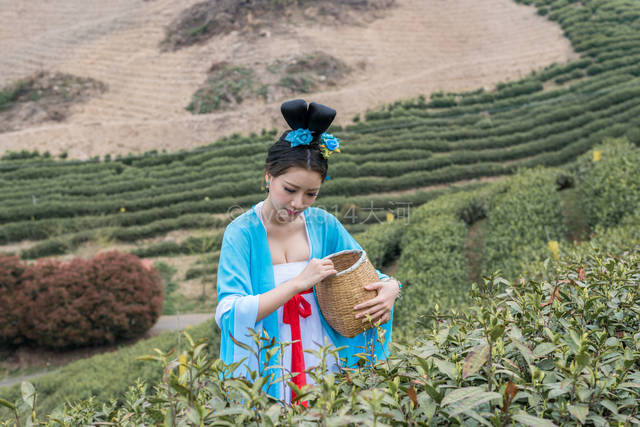 茶园中风姿绰约的采茶妹子是最美的风景.