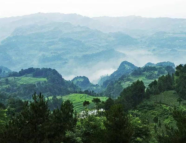 伦敦的年平均雾日是94天,而重庆有104天,其中,璧山区的云雾山全年雾日