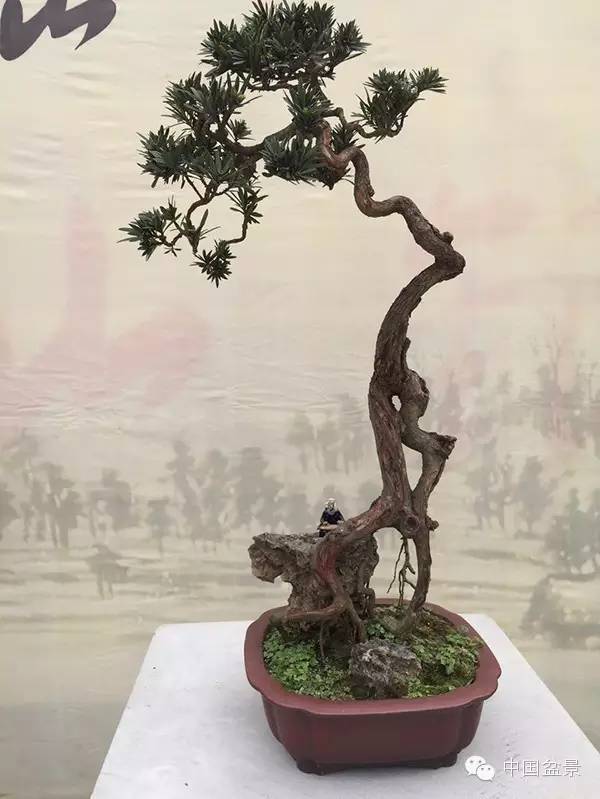 重庆南山盆景展佳作欣赏