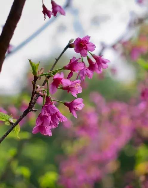 1 寒绯樱 prunus campanulata,也叫钟花樱桃,福建山樱花