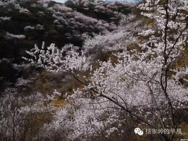 杨家岭的早晨:山桃花开了 陕北的春天来了