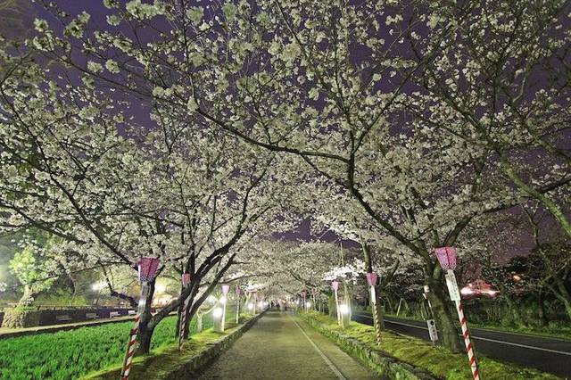 绝美樱花,精选日本九州5大赏樱地