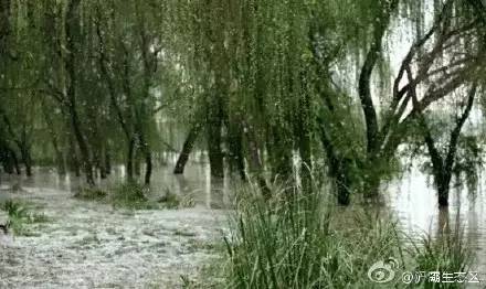 "灞柳风雪"是著名的关中八景之一, 每当春季到来柳絮纷飞, 像极了