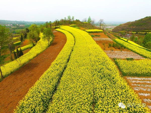 这是长安杨庄油菜花送你一幅美丽的图画!