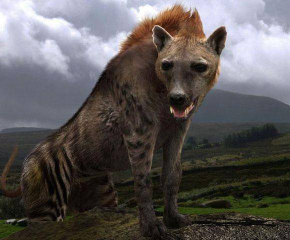 三大恶犬加起来都敌不过的非洲鬣鬣狗:犬中之王