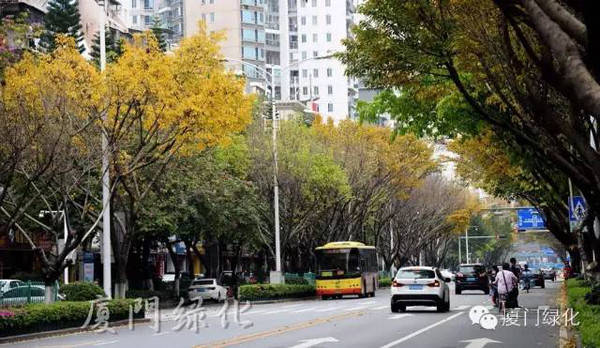 凡是种植大叶榕作为行道树的道路 比如湖滨北路,吕岭路,体育路 这几天