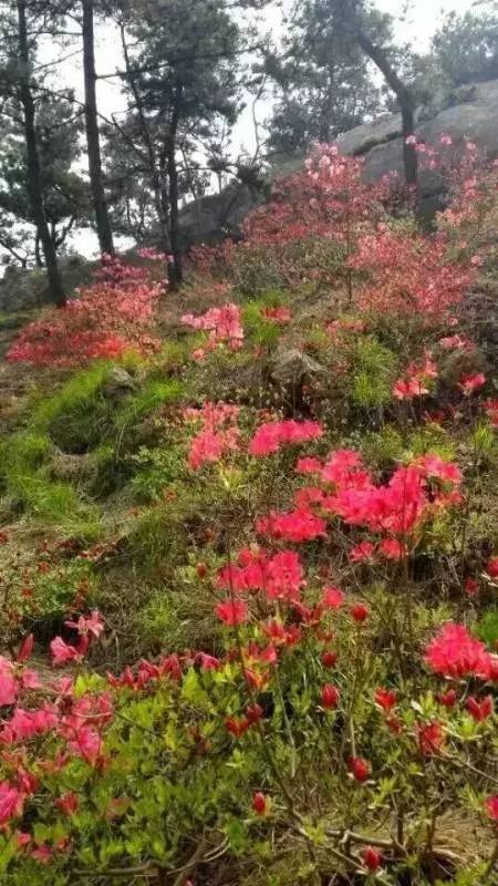 美丽音符女子乐团助阵大珠山杜鹃花会,4月23日万人同唱映山红!