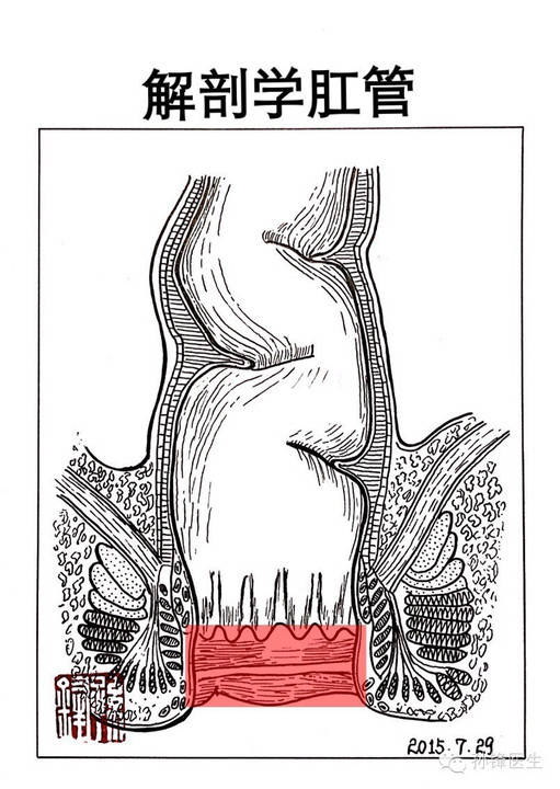 图(4):解剖学肛管