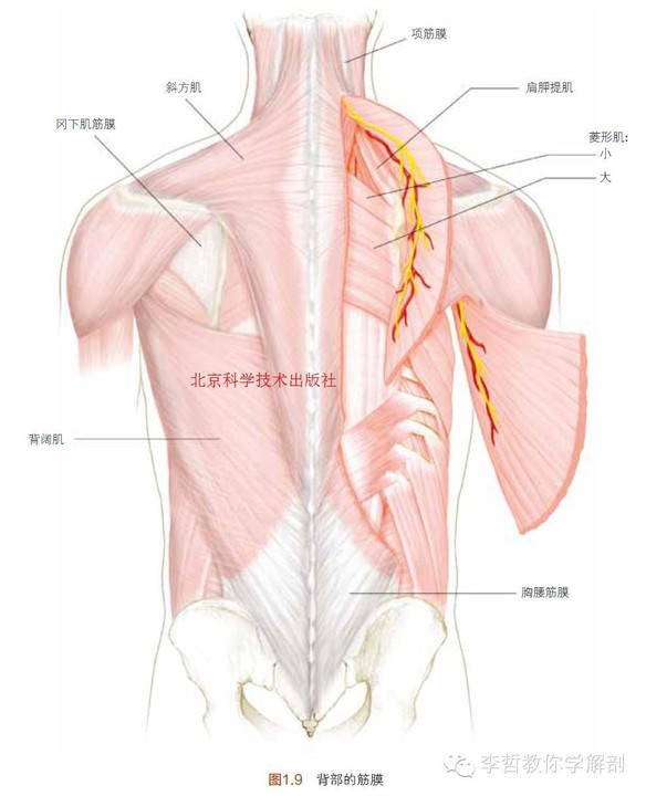 风湿病的一种,以形成小结为特点,通常发生于胸腰筋膜后层骨附着点