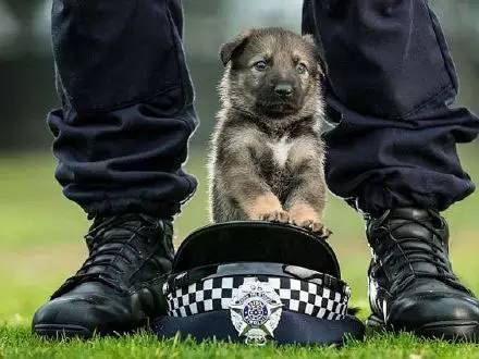 举报!身为一条凶猛警犬怎么