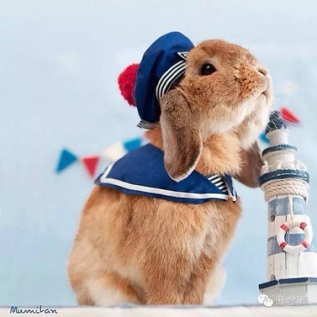 世界上最具贵族气质的兔子!