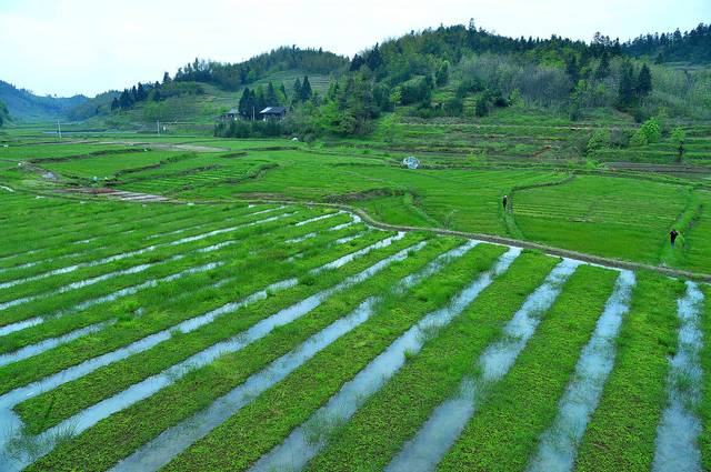 小沙江镇肖家垅村:种植水苔,农民致富新门路