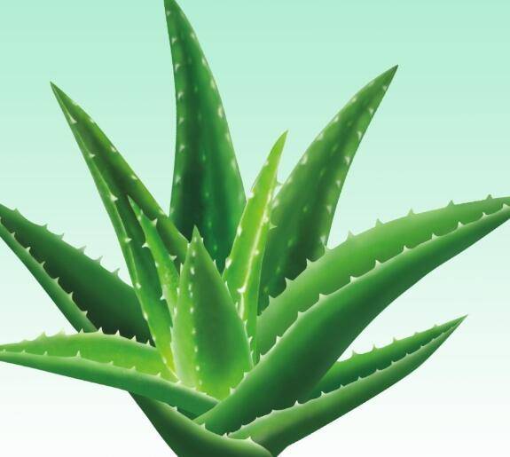 芦荟(学名:aloe vera)芦荟属,为百合科多年生常绿草本植物,叶簇生,大