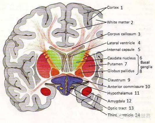 皮质 白质 胼胝体 侧脑室 内囊 尾状核 壳 苍白球 屏状核 前联合