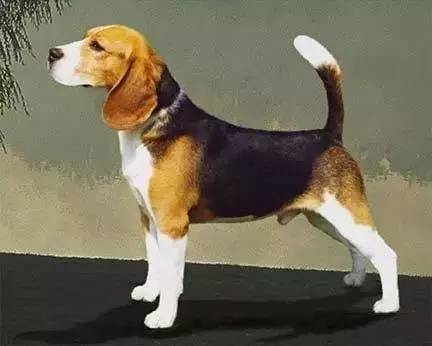 比格犬在英国被视为猎犬,因为体型属于小型犬,因此专门用来猎捕兔子