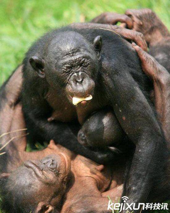 倭黑猩猩疯狂性行为:一言不合就交配.