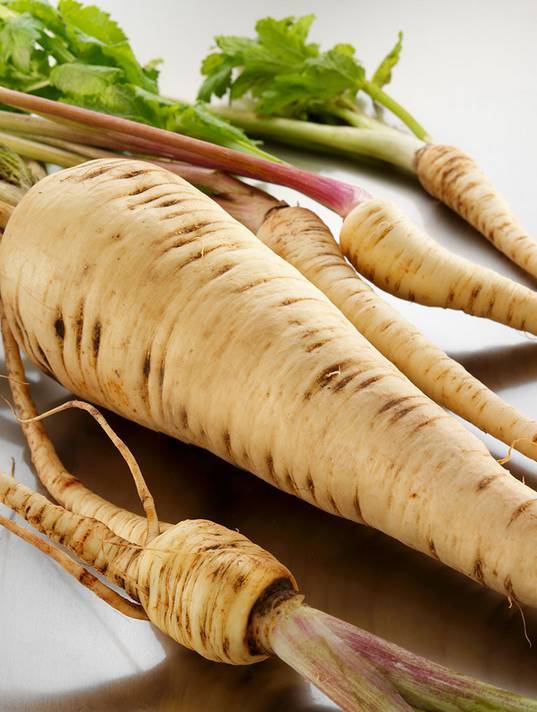 欧防风 parsnip