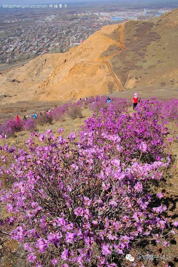 伊春桃山的春天,杜鹃花开满山坡