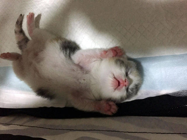 猫酱| 刚出生十天的小奶猫 睡觉的姿势能萌化冰山