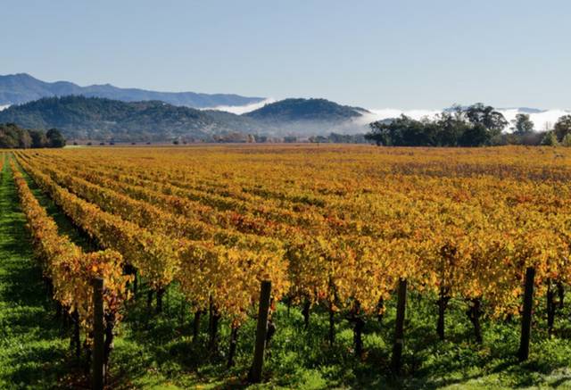 美国最值得去的十大葡萄酒产区