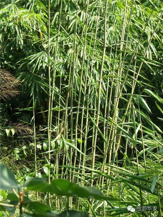 华安有全国罕见的竹类植物园,有你最熟悉的人种的竹子