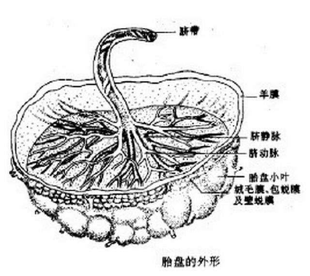 真的堪比人参吗?