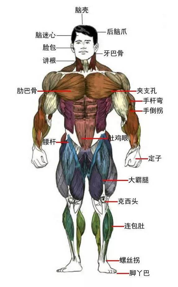 贵阳人的身体构造