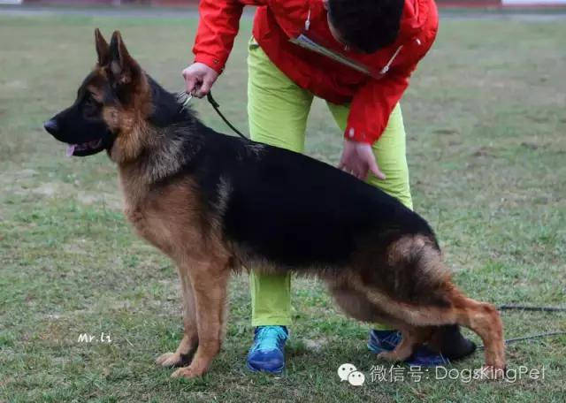 萨克松(小维嘎斯),小托雷斯 山水秦唐犬舍