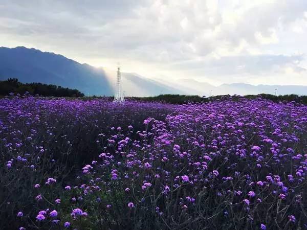 大理最适合拍照的薰衣草花海,5月20号免费游玩!