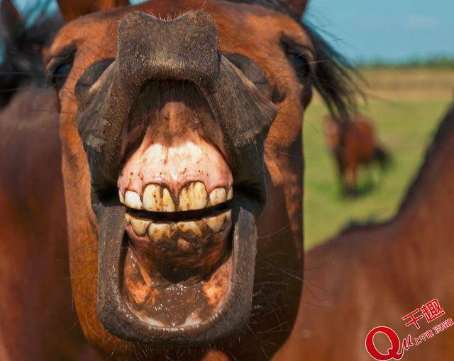 马的牙齿从未停止生长过,因为它们的磨损非常严重,如果不长,就只剩下