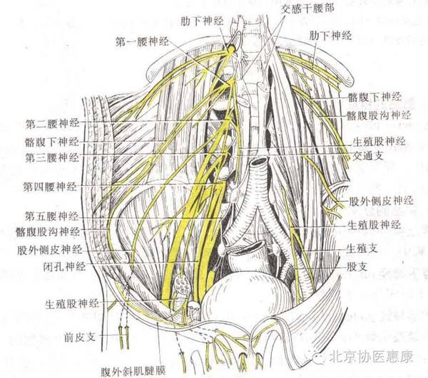 人体运动枢纽--腰部保卫战(后附腰部保护锻炼图解)