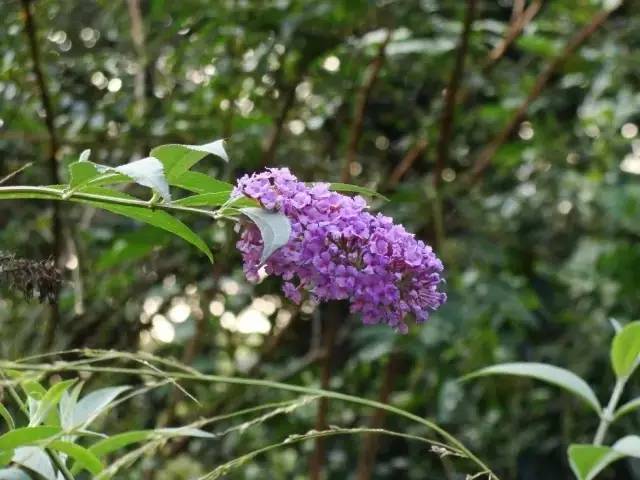 醉鱼草醉鱼草,别名闭鱼花.